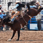Jace Blackwell, 21, senior of Rapid City, S.D., holds tight as his saddle bronc horse bucks in Central Wyoming College’s Short-go performance at Riverton, Wyo. — Photo by Karisa Lamle